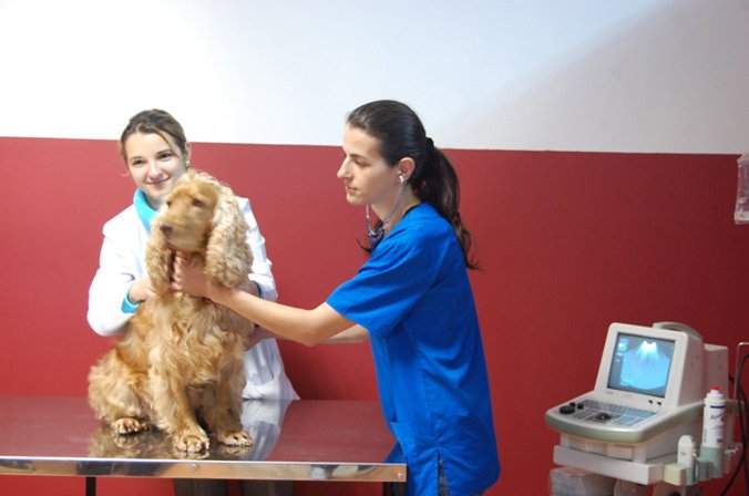 Tara's Vet - cabinet veterinar